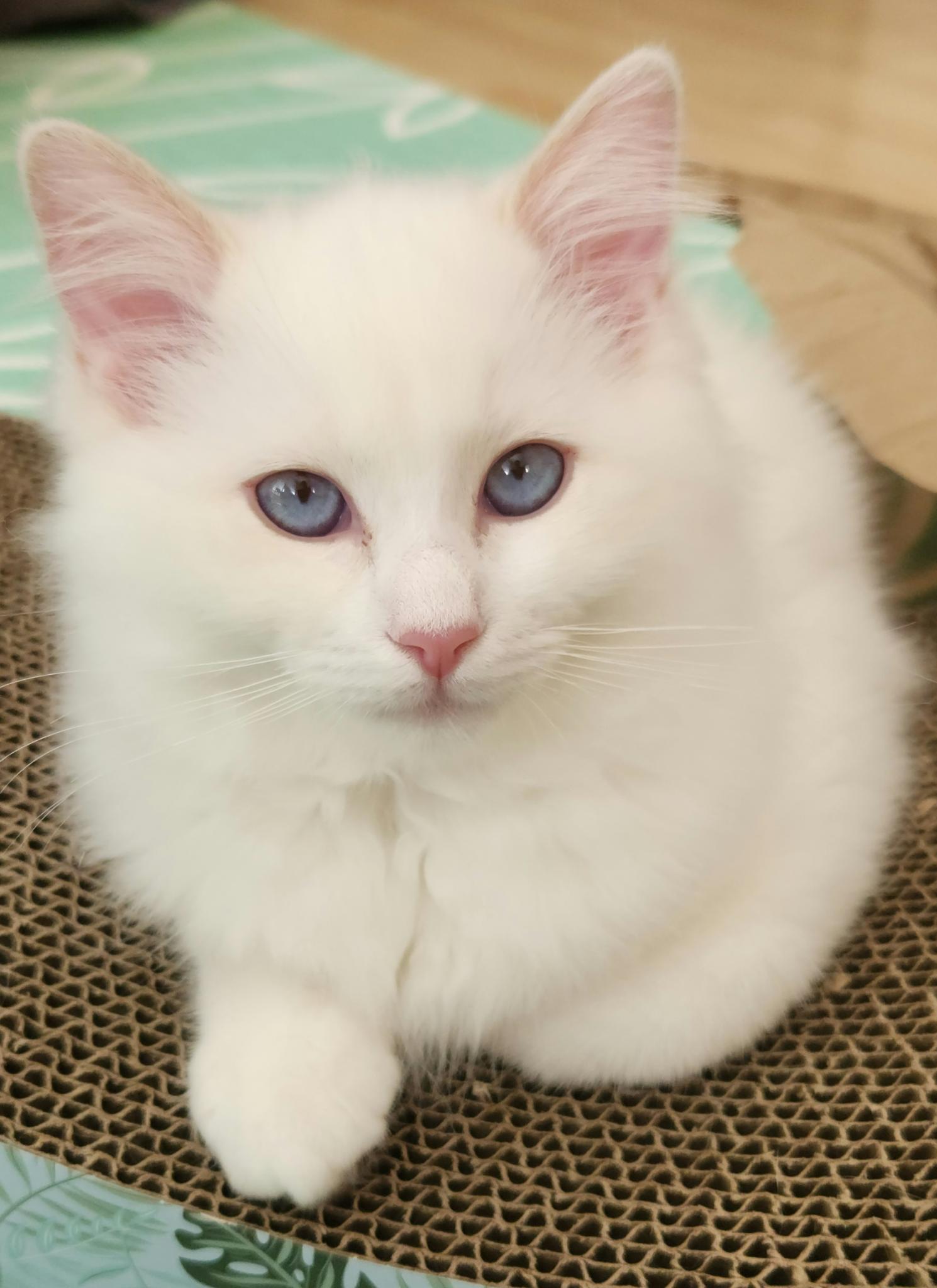 Ragdoll kitten