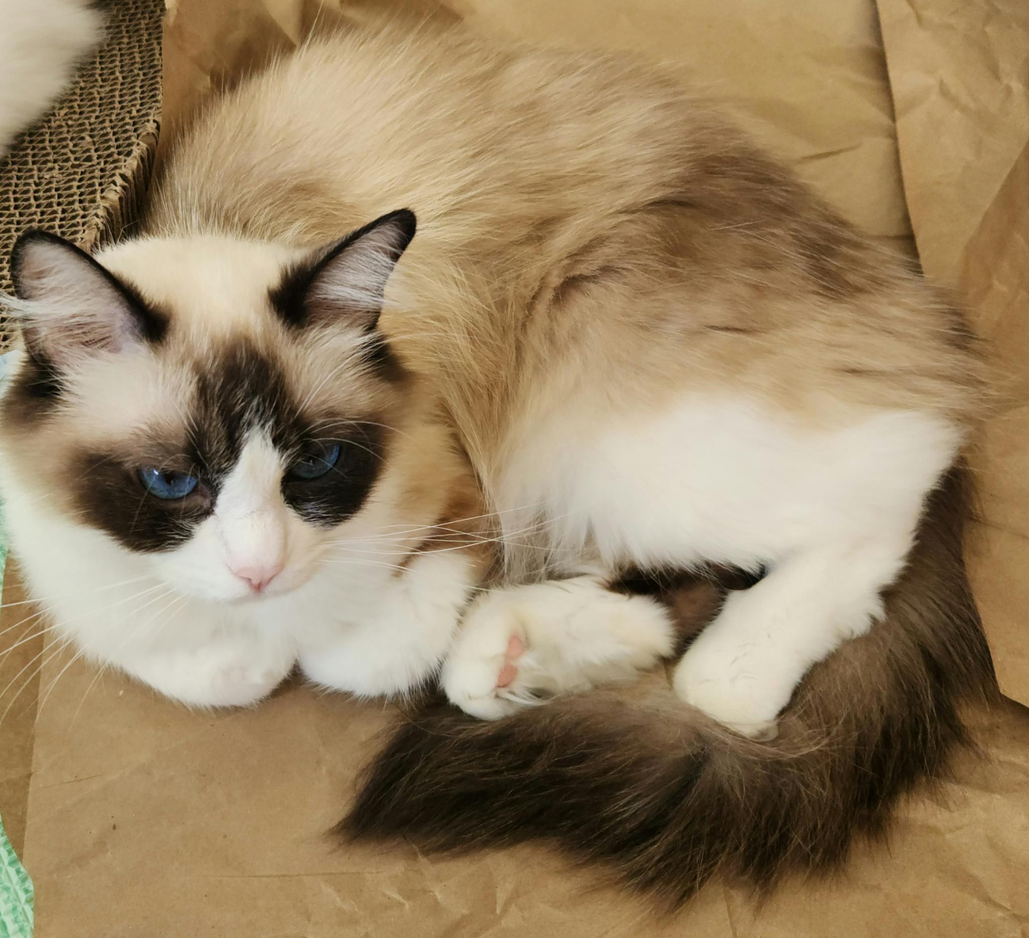 Ragdoll cat